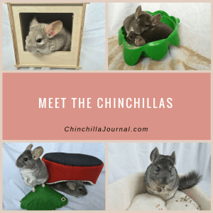 Meet The Chinchillas
