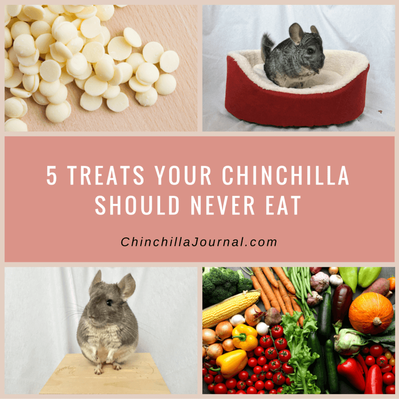 Chinchilla store food list