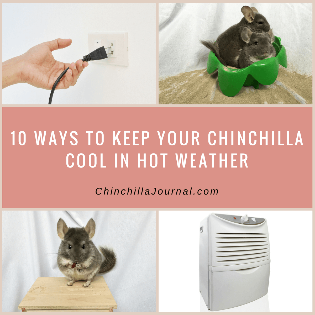 10 Ways To Keep Your Chinchilla Cool In Hot Weather