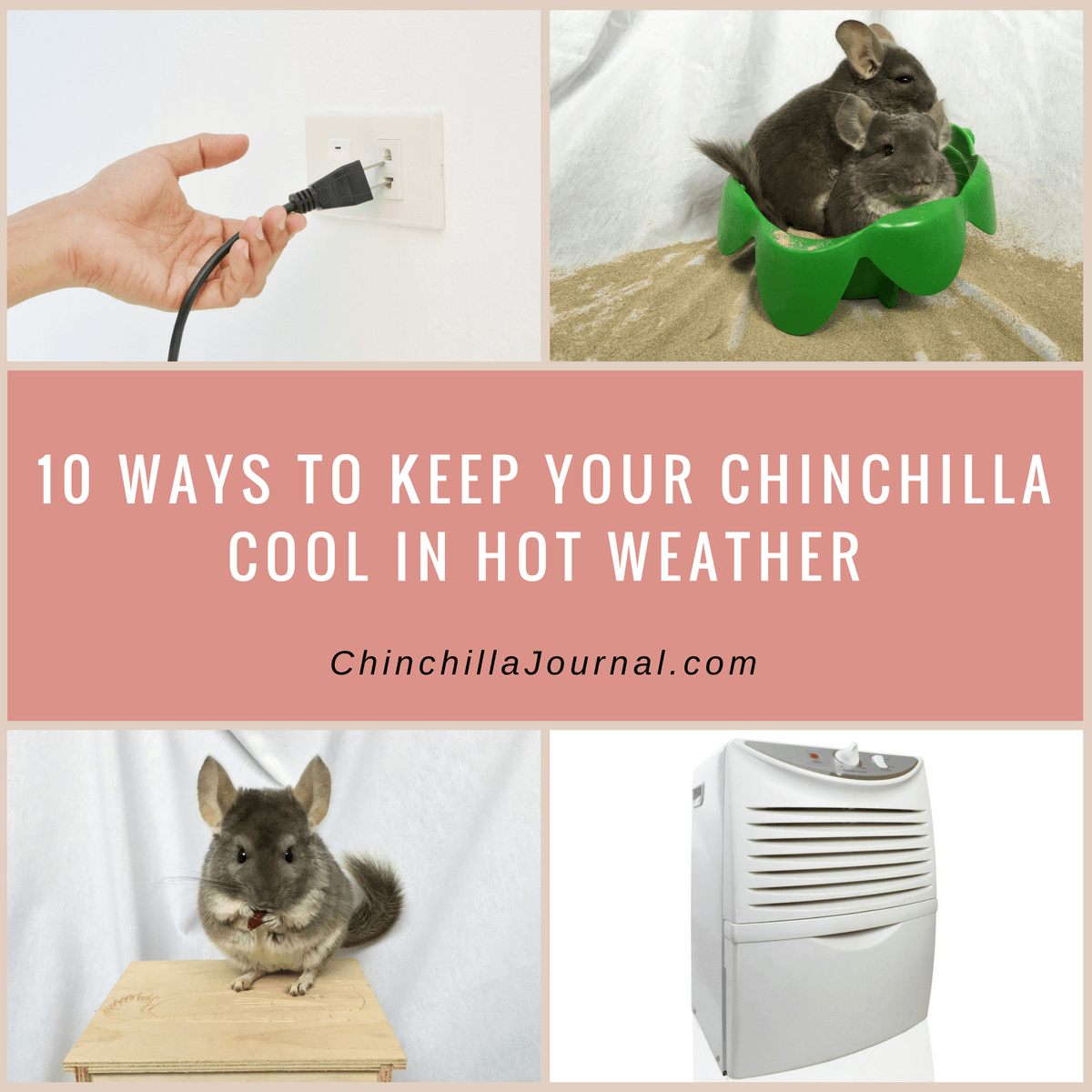 Your Chinchilla Cool In Hot Weather 