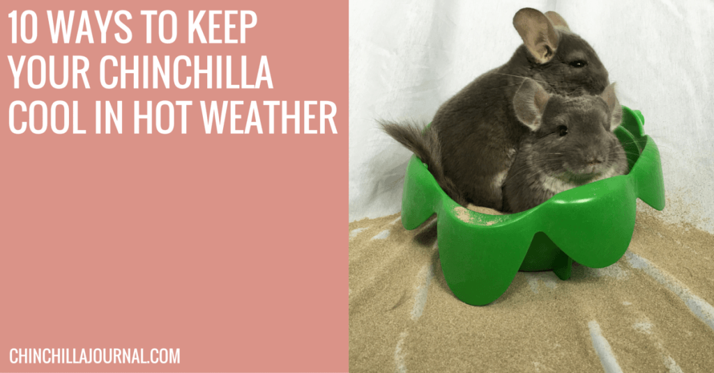 10 Ways To Keep Your Chinchilla Cool In Hot Weather Chinchilla Journal