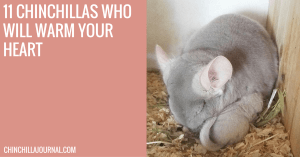 11 Chinchillas That Will Warm Your Heart