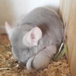 11 Chinchillas That Will Warm Your Heart