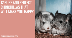 12 Pure And Perfect Chinchillas That Will Make You Happy