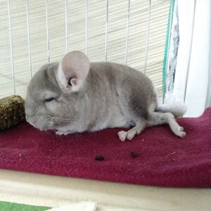 12 Pure And Perfect Chinchillas That Will Make You Happy