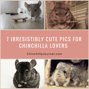7 Irresistibly Cute Pics For Chinchilla Lovers