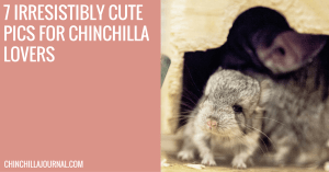 7 Irresistibly Cute Pics For Chinchilla Lovers