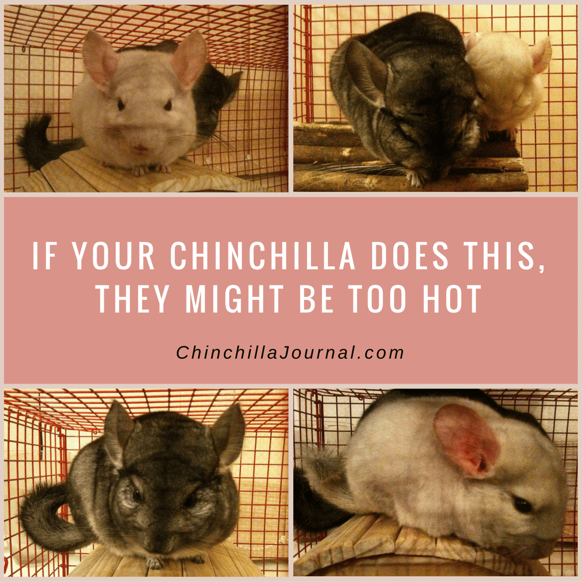 what temperature is too hot for a chinchilla