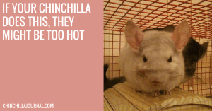 If Your Chinchilla Does This, They Might Be Too Hot