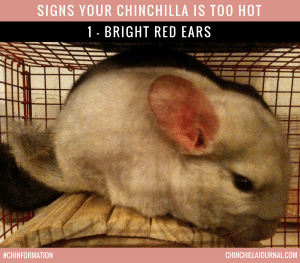 Signs Your Chinchilla Is Too Hot 1 - Bright Red Ears