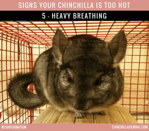 Signs Your Chinchilla Is Too Hot 5 - Heavy Breathing