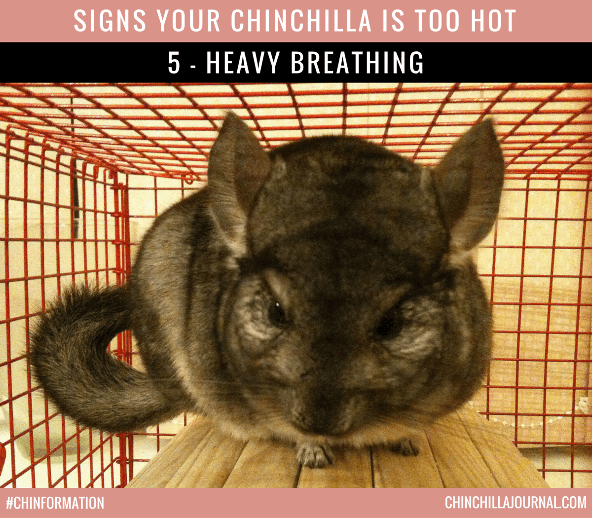Signs Your Chinchilla Is Too Hot 5 - Heavy Breathing
