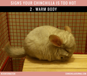 Signs Your Chinchilla Is Too Hot 2 - Warm Body