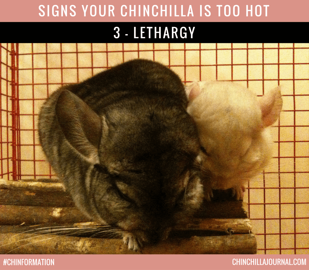 Signs Your Chinchilla Is Too Hot 3 - Lethargy