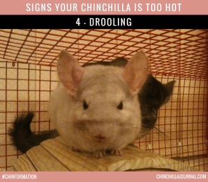 Signs Your Chinchilla Is Too Hot 4 - Drooling