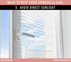 Ways To Keep Your Chinchilla Cool 5 - Avoid Direct Sunlight
