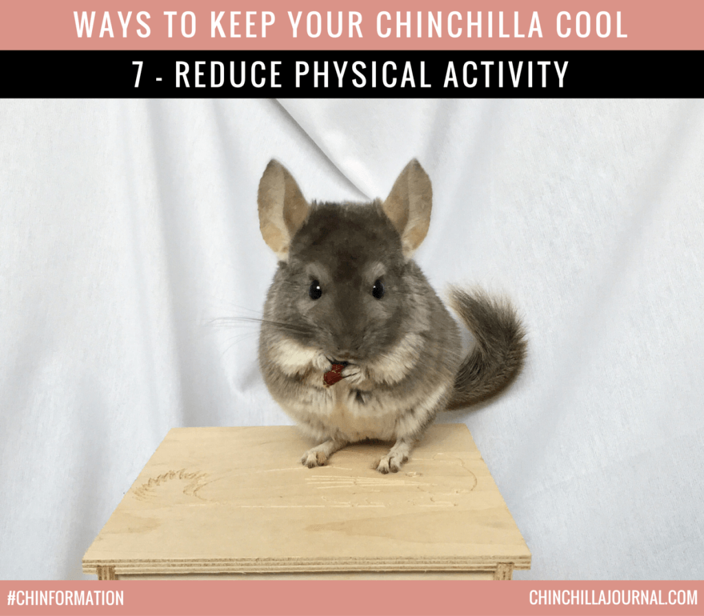 10 Ways To Keep Your Chinchilla Cool In Hot Weather Chinchilla Journal