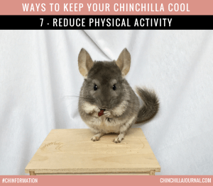Ways To Keep Your Chinchilla Cool 7 - Reduce Physical Activity