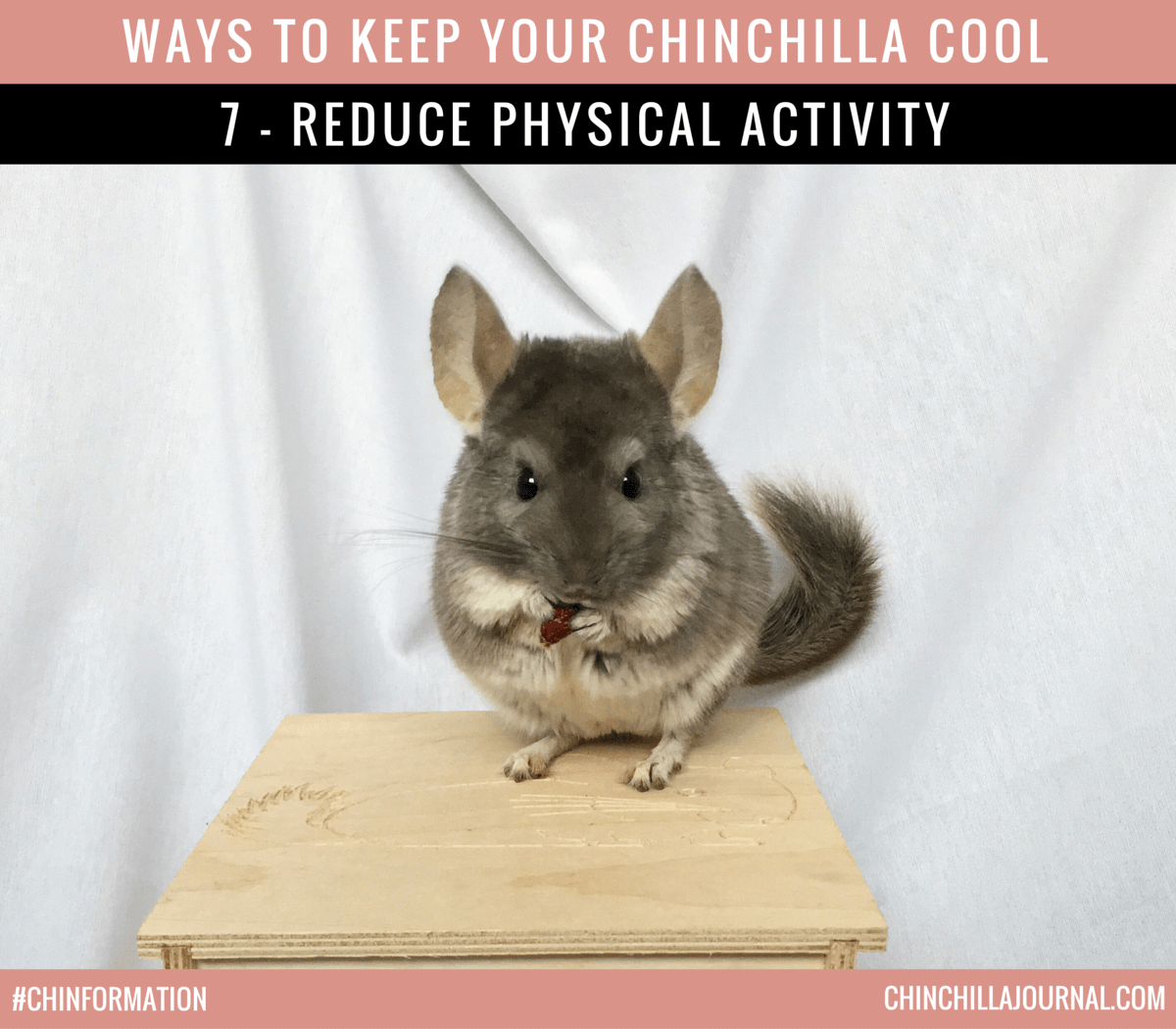 Ways To Keep Your Chinchilla Cool 7 - Reduce Physical Activity