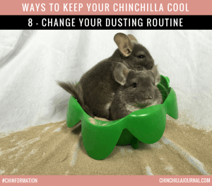 Ways To Keep Your Chinchilla Cool 8 - Change Your Dusting Routine