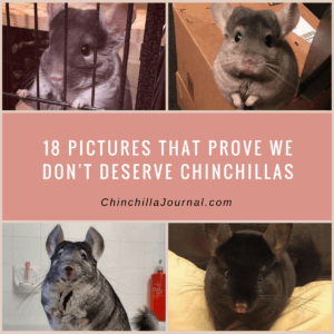 18 Pictures That Prove We Don't Deserve Chinchillas