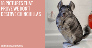 18 Pictures That Prove We Don't Deserve Chinchillas