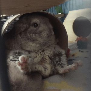 These Chinchillas Will Melt Your Cold, Wintery Heart Feature Image