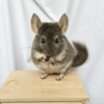 10 Ways To Keep Your Chinchilla Cool In Hot Weather