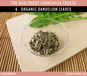 The Healthiest Chinchilla Treats - 4 - Organic Dandelion Leaves