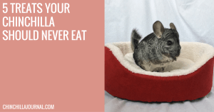 5 Treats Your Chinchillas Should Never Eat