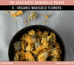The Healthiest Chinchilla Treats - 9 - Organic Marigold Flowers