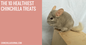The 10 Healthiest Chinchilla Treats