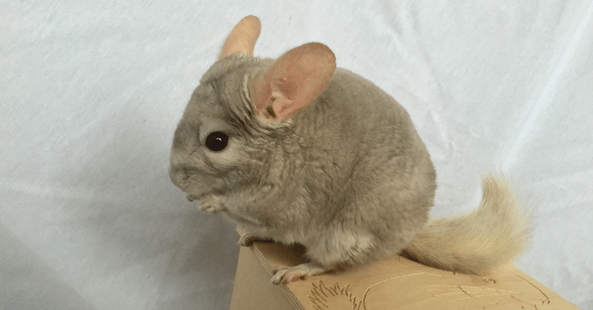 The 10 Healthiest Chinchilla Treats