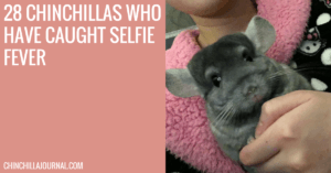 28 Chinchillas Who Have Caught Selfie Fever