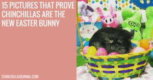 15 Pictures That Prove Chinchillas Are The New Easter Bunny