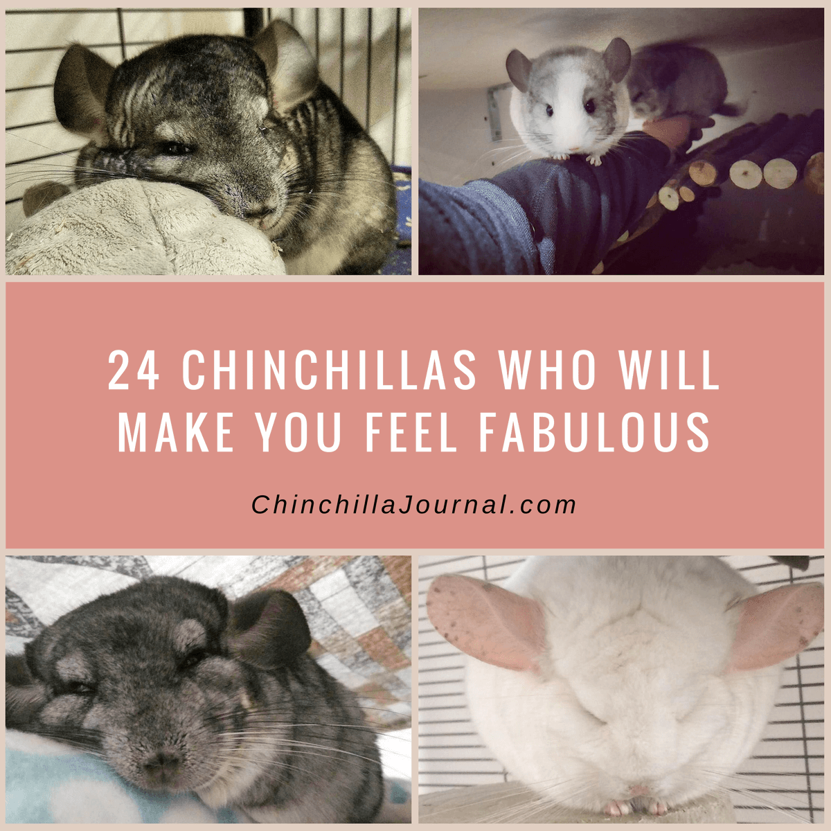 24 Chinchillas Who Will Make You Feel Fabulous