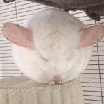 24 Chinchillas Who Will Make You Feel Fabulous