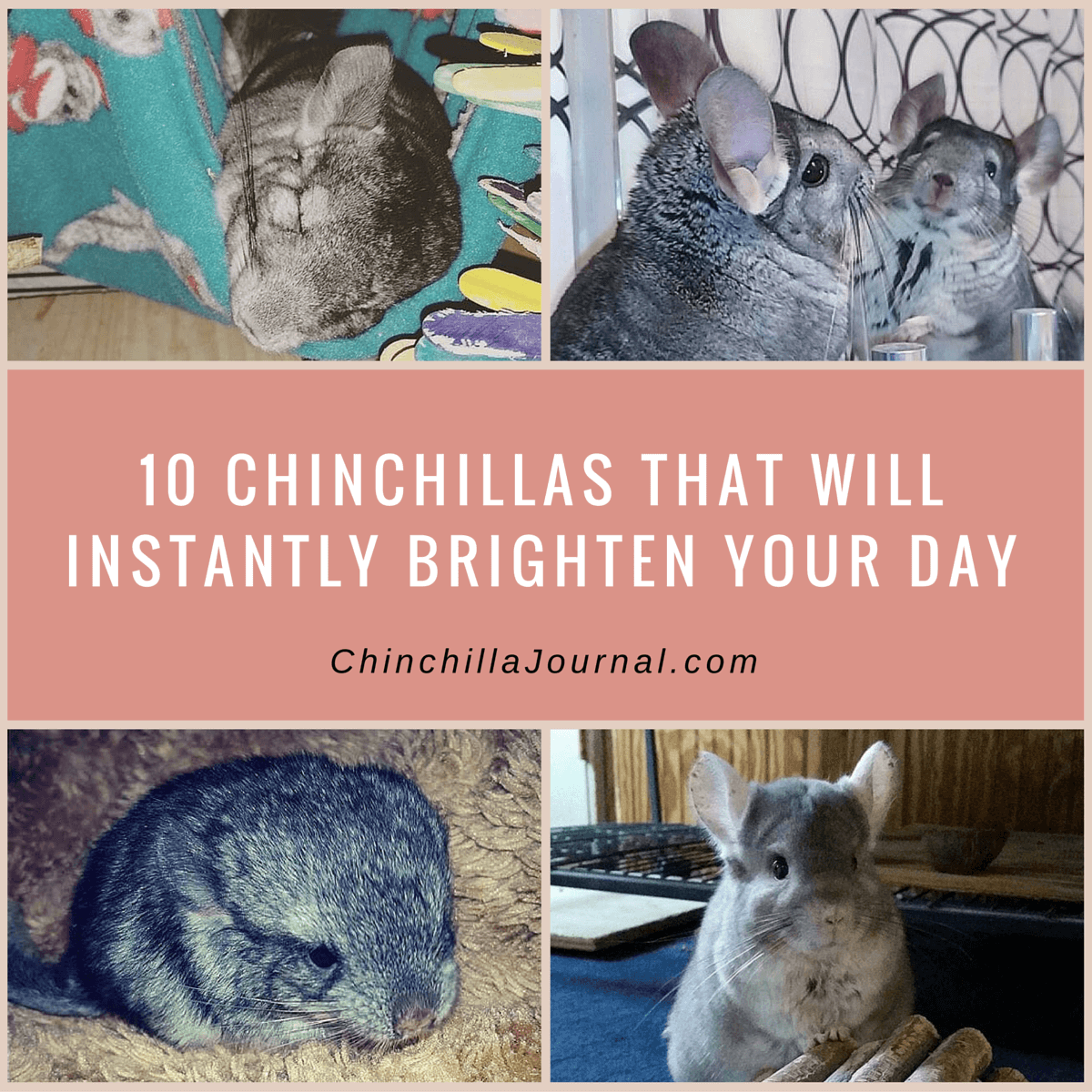 10 Chinchillas That Will Instantly Brighten Your Day