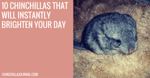 10 Chinchillas That Will Instantly Brighten Your Day