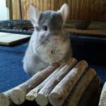 10 Chinchillas That Will Instantly Brighten Your Day