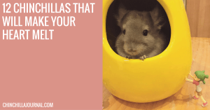 12 Chinchillas That Will Make Your Heart Melt