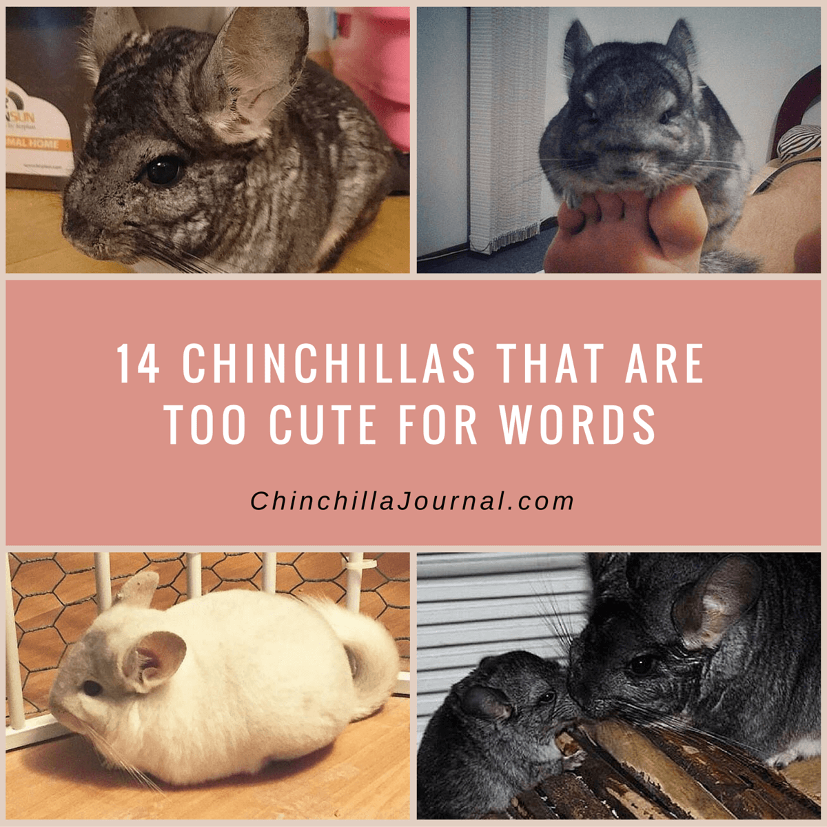 14 Chinchillas That Are Too Cute For Words