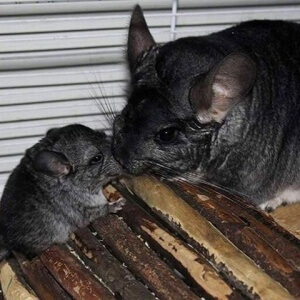 14 Chinchillas That Are Too Cute For Words