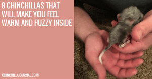 8 Chinchillas That Will Make You Feel Warm And Fuzzy Inside