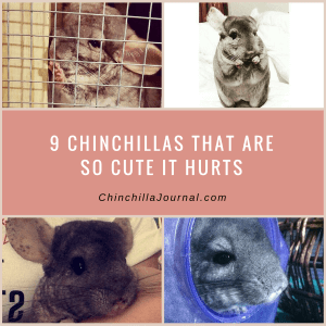 9 Chinchillas That Are So Cute It Hurts