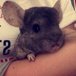 9 Chinchillas That Are So Cute It Hurts