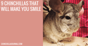 9 Chinchillas That Will Make You Smile