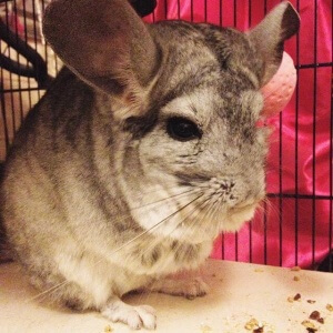 9 Chinchillas That Will Make You Smile