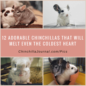 12 Adorable Chinchillas That Will Melt Even The Coldest Heart