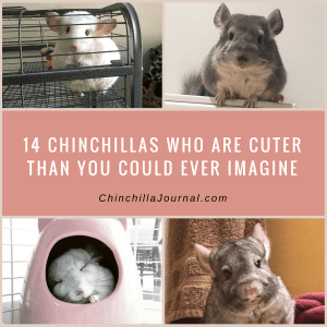 14 Chinchillas Who Are Cuter Than You Could Ever Imagine
